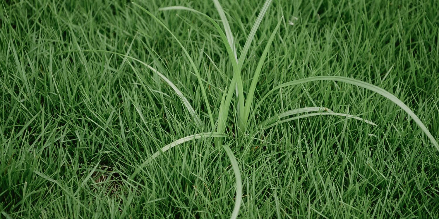 Find Out How To Identify Common Illinois Lawn Weeds