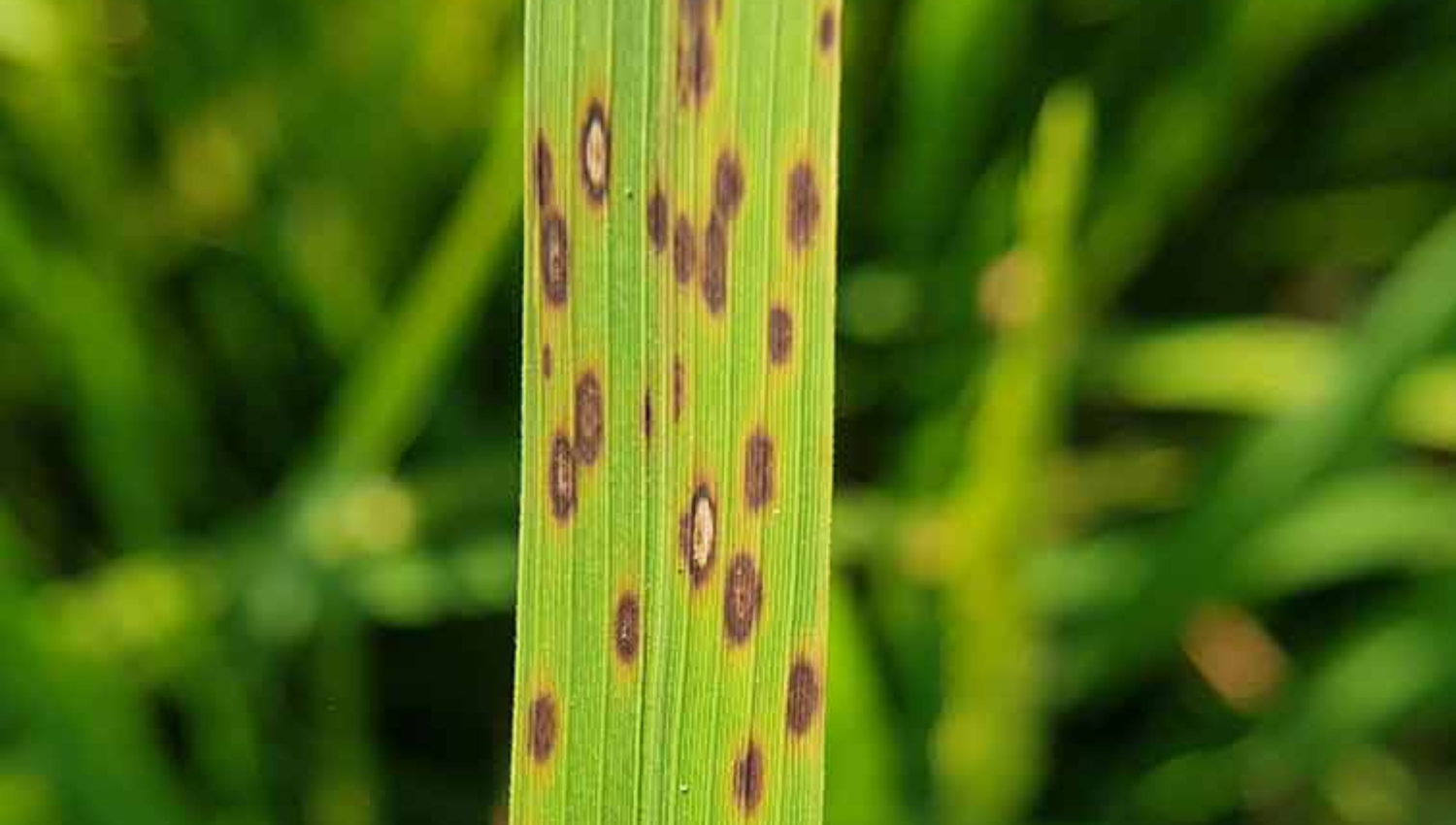 Leaf Spot Lawn Disease