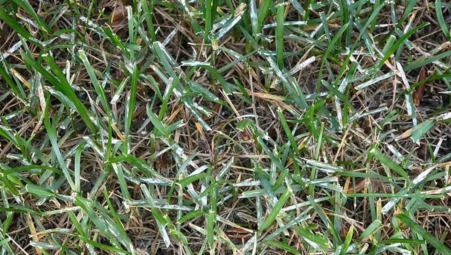 Powdery Mildew affecting a lawn