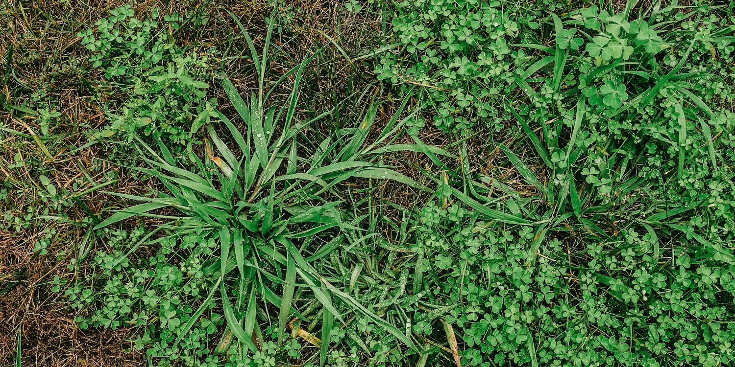 How to Get Rid of Stubborn Weeds in Your Grass