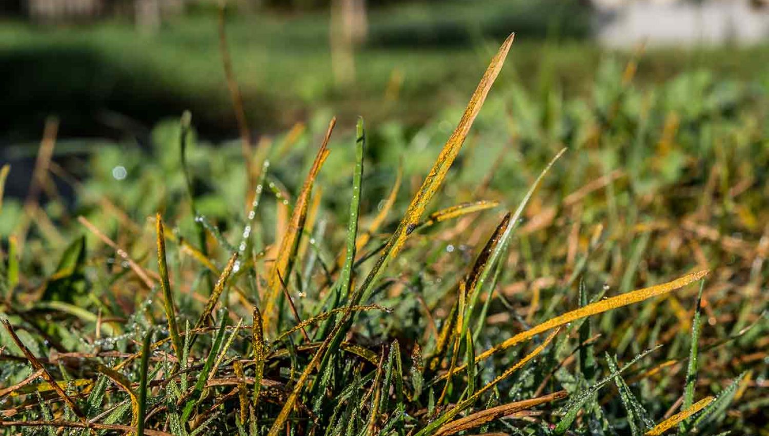 Rust Lawn Disease