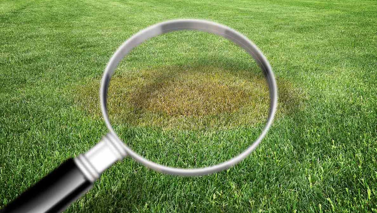 Spot what Brown Patch Lawn Disease Looks Like