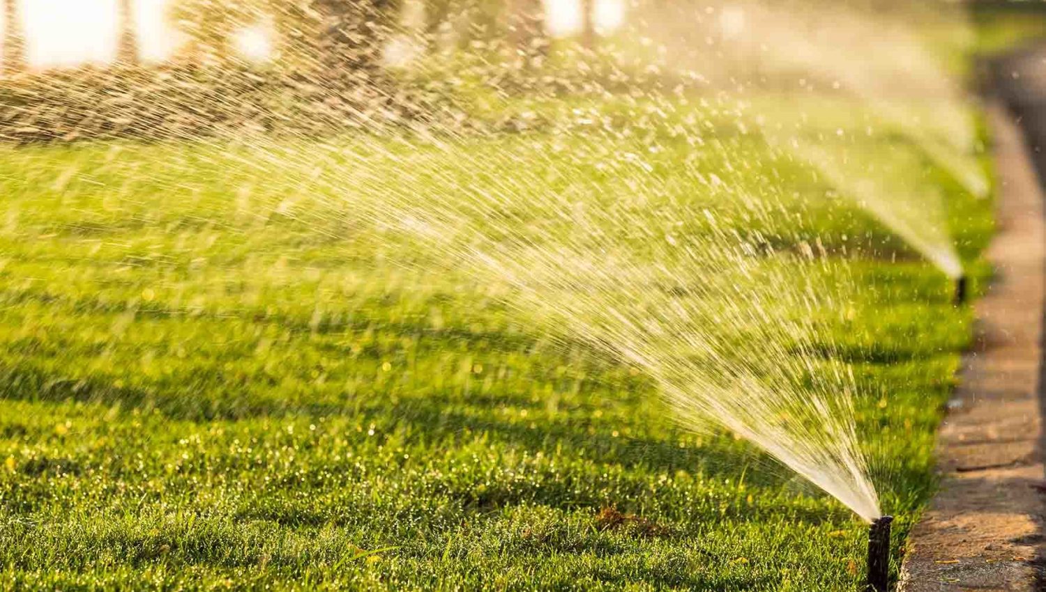 early morning watering