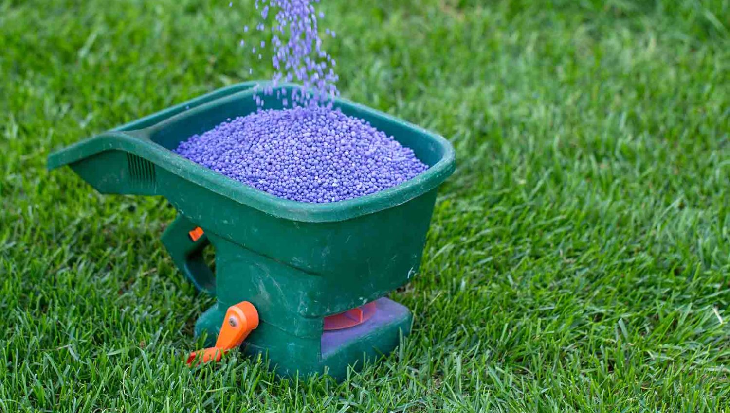 purple granular fertilizer spreader