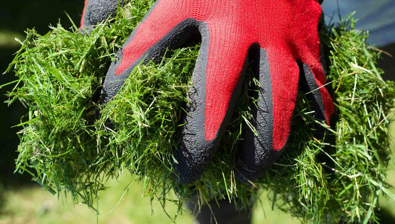 grass clippings in hand