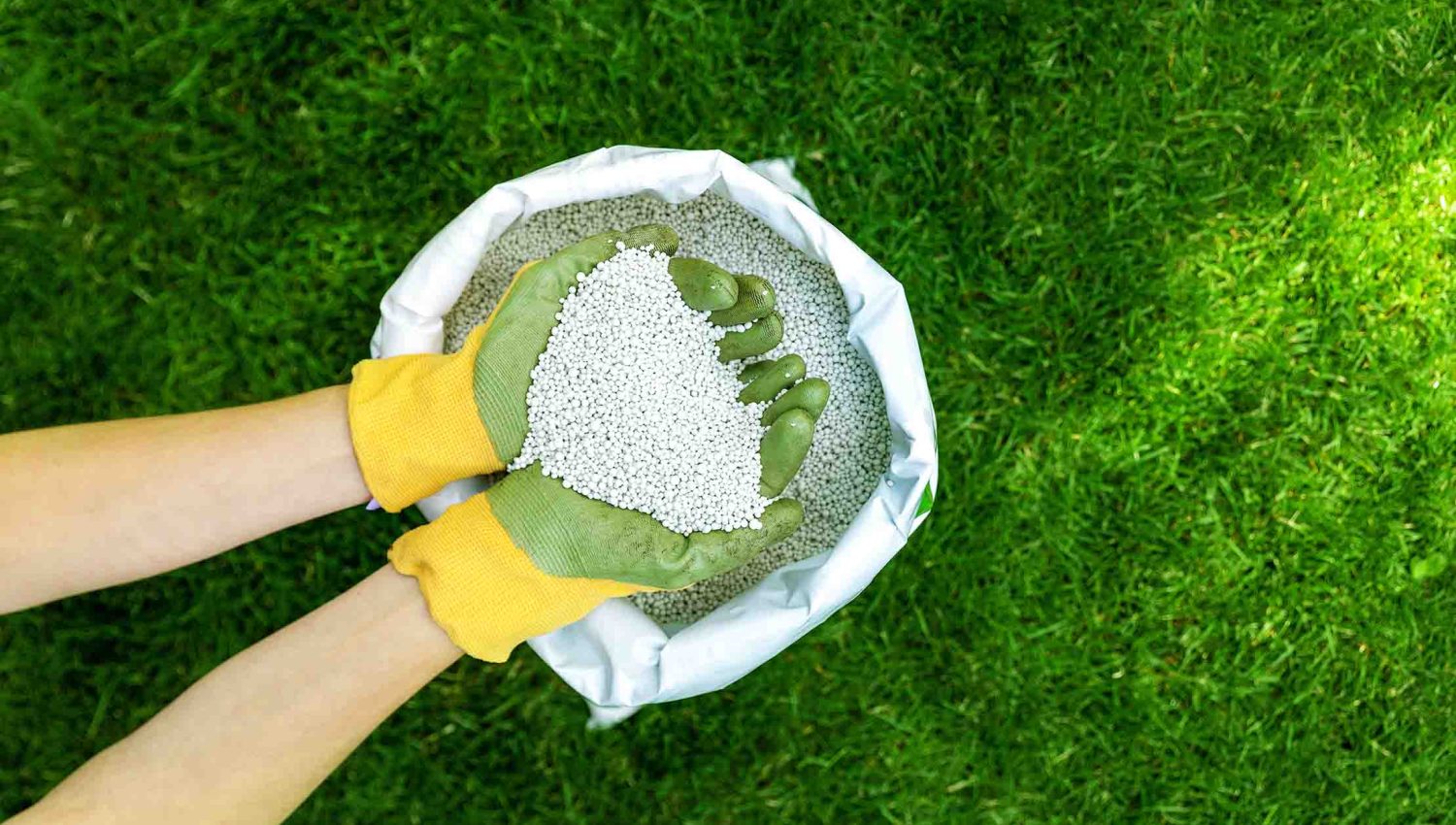 hands holding granular fertilizer for a lawn fertilization