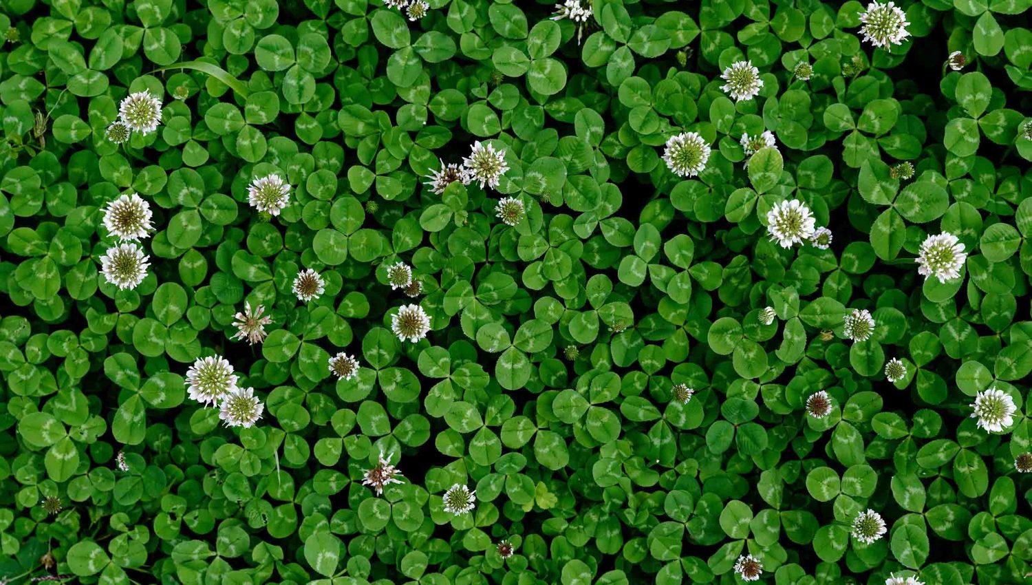 close up of white clover